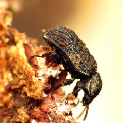 Bolitophagus corticola by (c) Katja Schulz, some rights reserved (CC BY). Used under a CC-BY license.