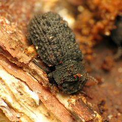 Bolitophagus corticola by (c) Katja Schulz, some rights reserved (CC BY). Used under a CC-BY license.