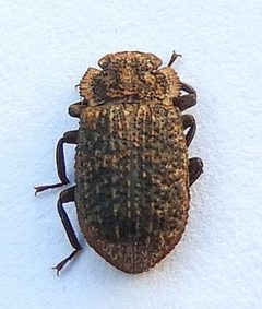 Bolitophagus corticola by (c) jimeckert49, some rights reserved (CC BY). Used under a CC-BY license.