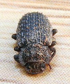 Bolitophagus corticola by (c) jimeckert49, some rights reserved (CC BY). Used under a CC-BY license.