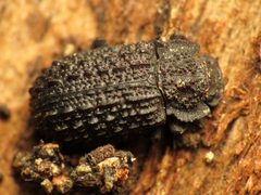 Bolitophagus corticola by (c) Katja Schulz, some rights reserved (CC BY). Used under a CC-BY license.