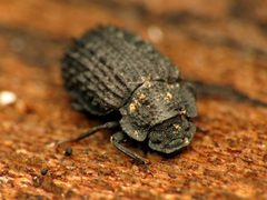 Bolitophagus corticola by (c) Katja Schulz, some rights reserved (CC BY). Used under a CC-BY license.