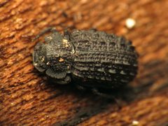 Bolitophagus corticola by (c) Katja Schulz, some rights reserved (CC BY). Used under a CC-BY license.