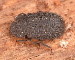 Bolitophagus corticola by (c) skitterbug, some rights reserved (CC BY), uploaded by skitterbug. Used under a CC-BY license.
