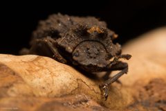 Bolitotherus cornutus by (c) Ken-ichi Ueda, some rights reserved (CC BY), uploaded by Ken-ichi Ueda. Used under a CC-BY license.