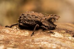 Bolitotherus cornutus by (c) Ken-ichi Ueda, some rights reserved (CC BY), uploaded by Ken-ichi Ueda. Used under a CC-BY license.