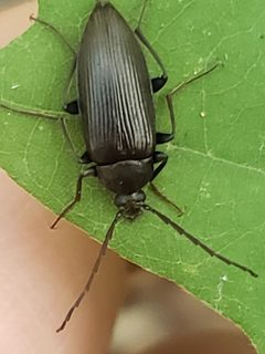 Capnochroa fuliginosa by (c) Mark Richman, some rights reserved (CC BY), uploaded by Mark Richman. Used under a CC-BY license.