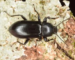 Centronopus calcaratus by (c) skitterbug, some rights reserved (CC BY), uploaded by skitterbug. Used under a CC-BY license.