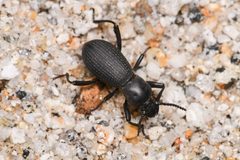 Cerenopus concolor by (c) Trevor Van Loon, some rights reserved (CC BY), uploaded by Trevor Van Loon. Used under a CC-BY license.