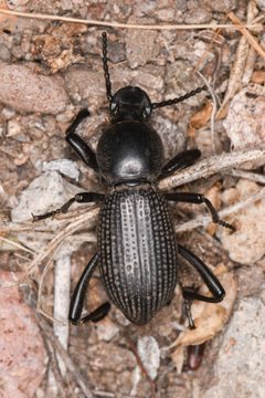 Cerenopus concolor by (c) Trevor Van Loon, some rights reserved (CC BY), uploaded by Trevor Van Loon. Used under a CC-BY license.
