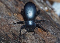 Coelocnemis dilaticollis by (c) John G. Phillips, some rights reserved (CC BY), uploaded by John G. Phillips. Used under a CC-BY license.