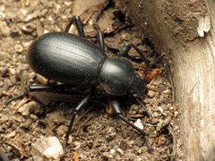 Coelocnemis by (c) Katja Schulz, some rights reserved (CC BY). Used under a CC-BY license.