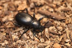 Coelocnemis by (c) Carlos A. Armenta, some rights reserved (CC BY), uploaded by Carlos A. Armenta. Used under a CC-BY license.