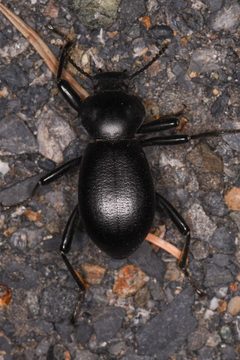 Coelocnemis by (c) Trevor Van Loon, some rights reserved (CC BY), uploaded by Trevor Van Loon. Used under a CC-BY license.