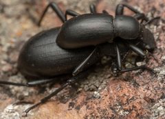 Coelocnemis by no rights reserved, uploaded by Jesse Rorabaugh. Used under a CC0 license.