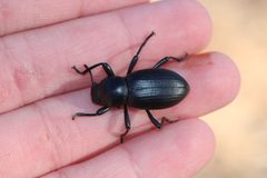 Coelocnemis magna by (c) Carlos A. Armenta, some rights reserved (CC BY), uploaded by Carlos A. Armenta. Used under a CC-BY license.