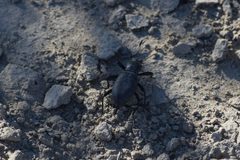 Coelocnemis punctata by (c) William Harmon, some rights reserved (CC BY), uploaded by William Harmon. Used under a CC-BY license.