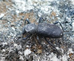 Coelocnemis punctata by (c) Wendy McCrady, some rights reserved (CC BY), uploaded by Wendy McCrady. Used under a CC-BY license.