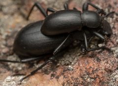Coelocnemis punctata by no rights reserved, uploaded by Jesse Rorabaugh. Used under a CC0 license.