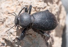 Coelocnemis rugulosa by (c) Don Loarie, some rights reserved (CC BY), uploaded by Don Loarie. Used under a CC-BY license.