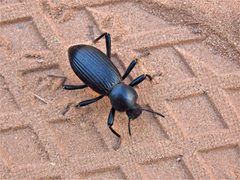 Coelocnemis sulcata by (c) Annika Lindqvist, some rights reserved (CC BY), uploaded by Annika Lindqvist. Used under a CC-BY license.