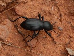 Coelocnemis sulcata by (c) Luca Fornasari, some rights reserved (CC BY), uploaded by Luca Fornasari. Used under a CC-BY license.