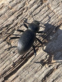 Coelocnemis sulcata by (c) crothfels, some rights reserved (CC BY). Used under a CC-BY license.