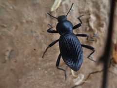 Coelocnemis sulcata by (c) Mitch Van Dyke, some rights reserved (CC BY), uploaded by Mitch Van Dyke. Used under a CC-BY license.