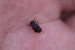 Conibius opacus by (c) Carlos A. Armenta, some rights reserved (CC BY), uploaded by Carlos A. Armenta. Used under a CC-BY license.