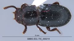 Conibius seriatus by (c) Casey H. Richart, some rights reserved (CC BY), uploaded by Casey H. Richart. Used under a CC-BY license.