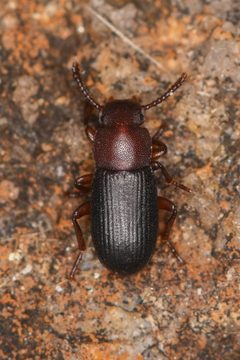 Conibius seriatus by (c) Trevor Van Loon, some rights reserved (CC BY), uploaded by Trevor Van Loon. Used under a CC-BY license.