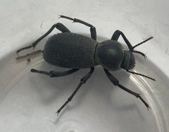 Cryptoglossa muricata by (c) Ethan Wright, some rights reserved (CC BY), uploaded by Ethan Wright. Used under a CC-BY license.