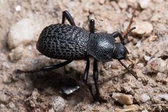 Cryptoglossa variolosa by (c) Ken-ichi Ueda, some rights reserved (CC BY), uploaded by Ken-ichi Ueda. Used under a CC-BY license.