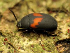 Platydema by (c) Katja Schulz, some rights reserved (CC BY). Used under a CC-BY license.