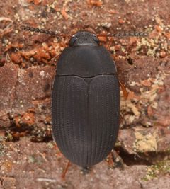 Platydema by (c) skitterbug, some rights reserved (CC BY), uploaded by skitterbug. Used under a CC-BY license.