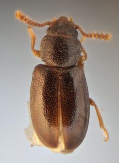 Myrmechixenus by (c) Rafael Carbonell Font, some rights reserved (CC BY), uploaded by Rafael Carbonell Font. Used under a CC-BY license.