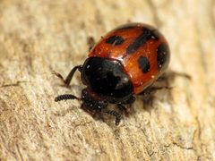 Diaperis maculata by (c) Katja Schulz, some rights reserved (CC BY). Used under a CC-BY license.