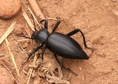 Eleodes acuticauda by (c) Millie Basden, some rights reserved (CC BY), uploaded by Millie Basden. Used under a CC-BY license.