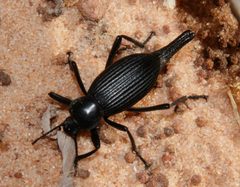 Eleodes caudifera by (c) Lon Brehmer, some rights reserved (CC BY), uploaded by Lon Brehmer. Used under a CC-BY license.