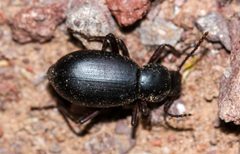 Eleodes delicata by (c) Andrew Meeds, some rights reserved (CC BY), uploaded by Andrew Meeds. Used under a CC-BY license.