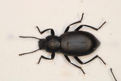 Eleodes dissimilis by (c) Carlos A. Armenta, some rights reserved (CC BY), uploaded by Carlos A. Armenta. Used under a CC-BY license.