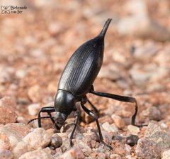 Eleodes eschscholtzii by (c) Luis Fernando Valdez Ojeda, some rights reserved (CC BY), uploaded by Luis Fernando Valdez Ojeda. Used under a CC-BY license.