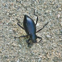 Eleodes eschscholtzii by (c) Bill Levine, some rights reserved (CC BY), uploaded by Bill Levine. Used under a CC-BY license.