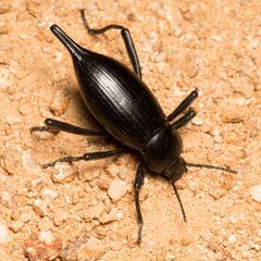 Eleodes eschscholtzii by (c) Ken-ichi Ueda, some rights reserved (CC BY), uploaded by Ken-ichi Ueda. Used under a CC-BY license.