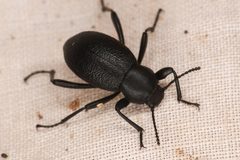 Eleodes granulata by (c) Trevor Van Loon, some rights reserved (CC BY), uploaded by Trevor Van Loon. Used under a CC-BY license.