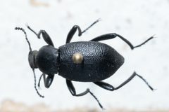Eleodes granulata by (c) Kalvin Chan, some rights reserved (CC BY), uploaded by Kalvin Chan. Used under a CC-BY license.