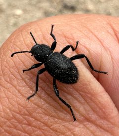 Eleodes hirsuta by (c) Matt Berger, some rights reserved (CC BY), uploaded by Matt Berger. Used under a CC-BY license.