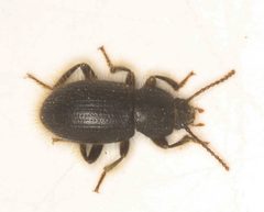 Eleodes littoralis by no rights reserved, uploaded by Scott Loarie. Used under a CC0 license.