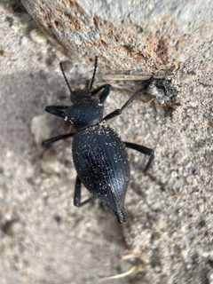 Eleodes longipilosa by (c) Matt Berger, some rights reserved (CC BY), uploaded by Matt Berger. Used under a CC-BY license.
