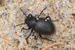 Eleodes nigropilosa by (c) Trevor Van Loon, some rights reserved (CC BY), uploaded by Trevor Van Loon. Used under a CC-BY license.